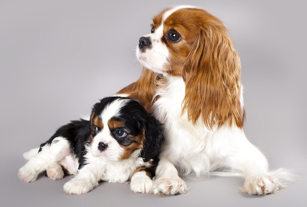 5 Things You Didn’t Know About King Charles Spaniels | Dog Facts