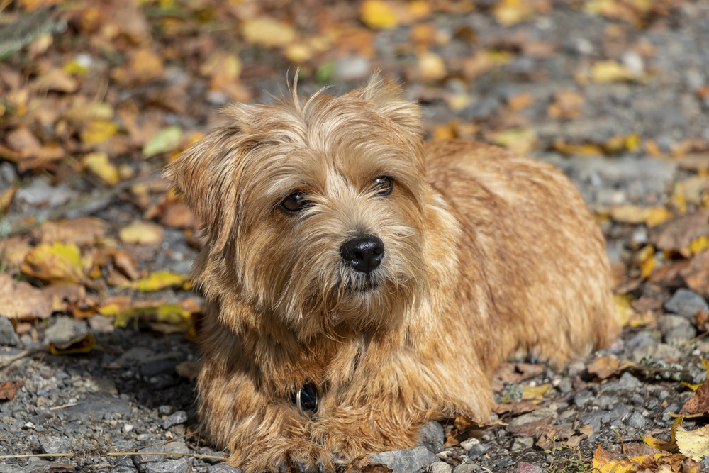 Norfolk Terriers