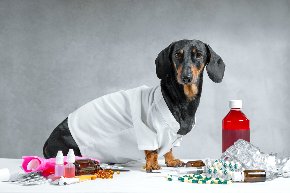 10 Warning Signs Your Dog is Sick: What Every Pet Owner Should Know