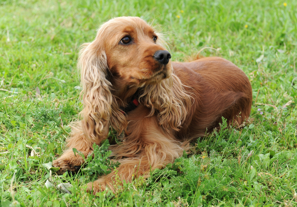 Corkell Spaniel Cocker Spaniel