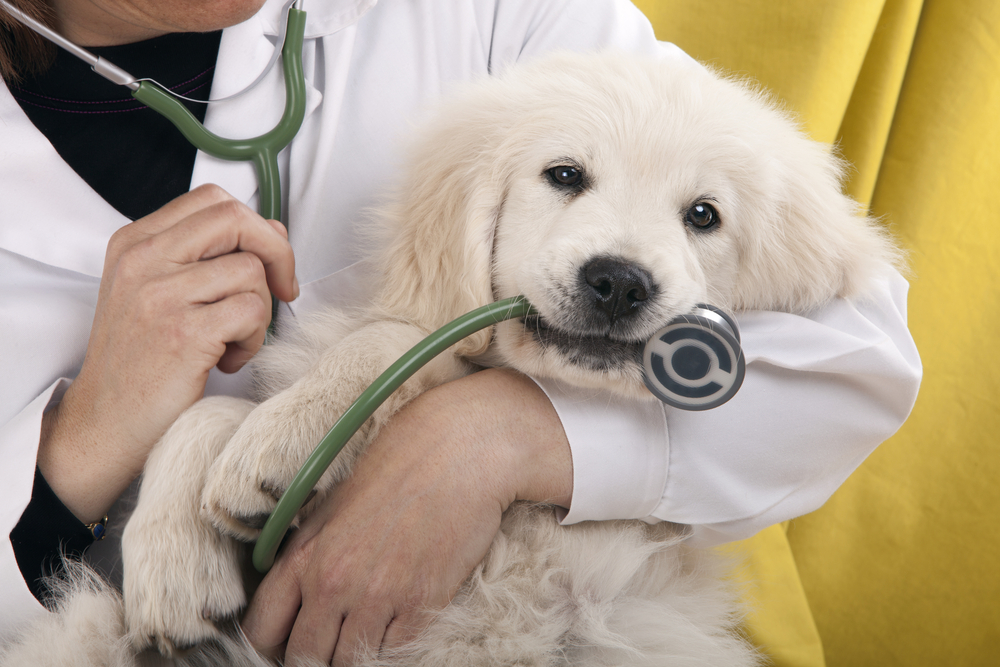 Are They Sick?  Signs Your Dog Isn’t Well