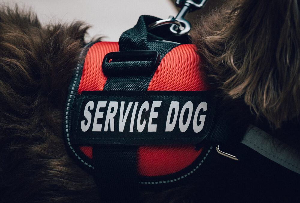 Yes, Small Dogs Can be Service Dogs Too