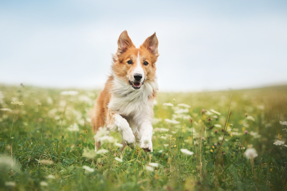 Dogs & Fleas:  What You Need To Know