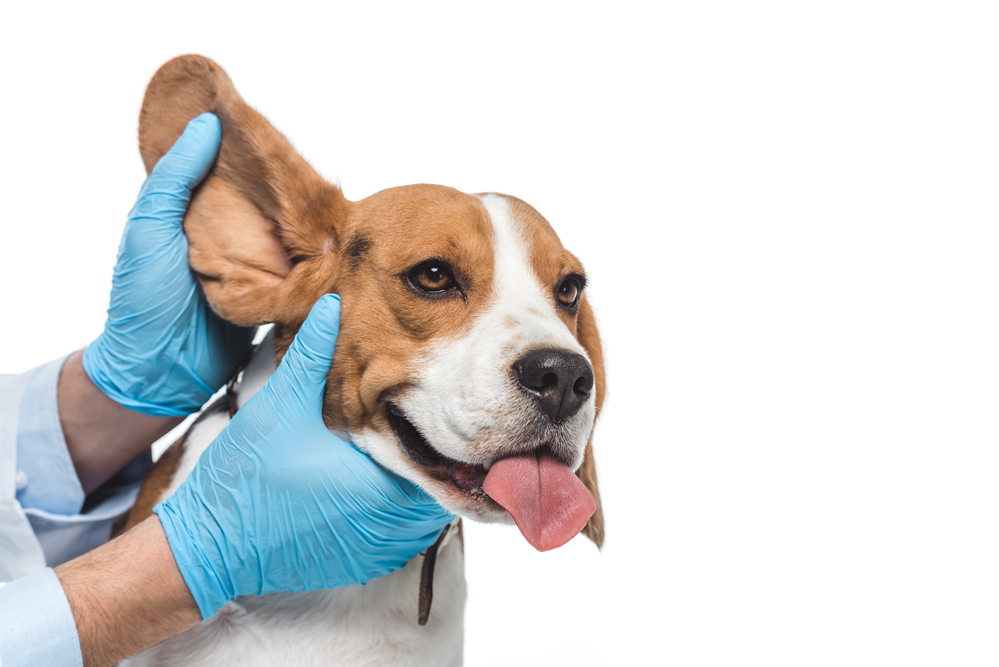 Understanding Canine Ear Infections: Symptoms, Diagnosis, Risk Factors, Treatment, and Prevention