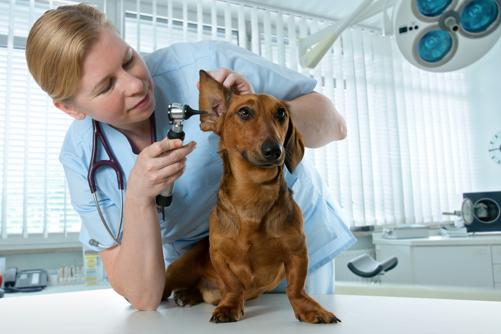 Canine Ear Infections:  Symptoms, Causes & Treatment