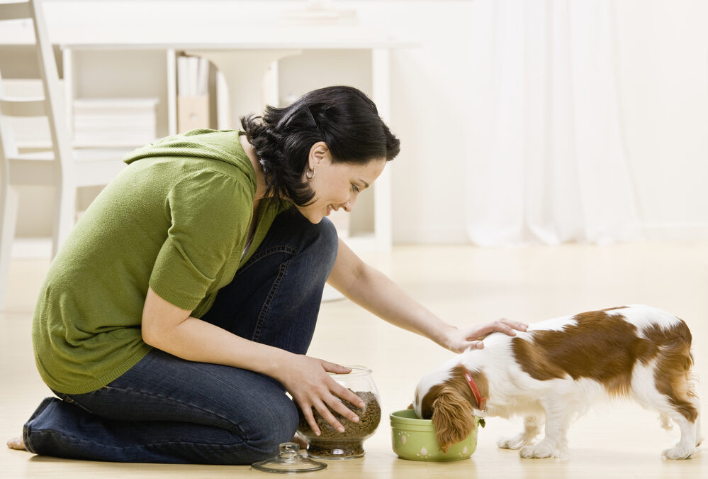 What’s In My Dog’s Food?  Canine Nutrition