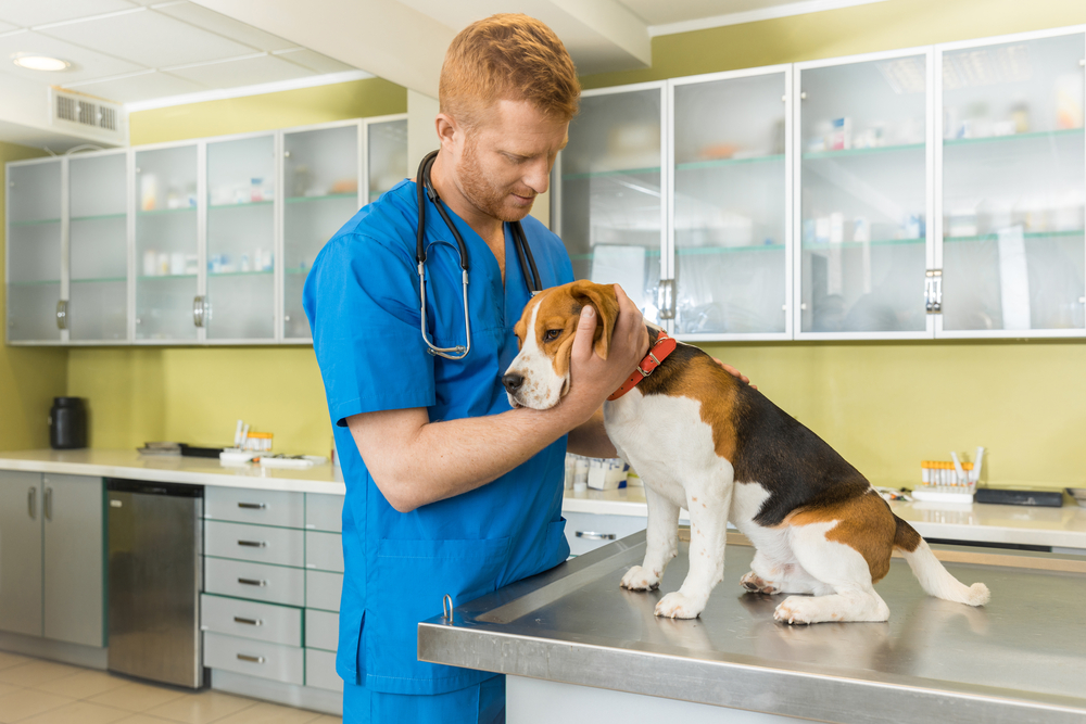 Dog Vomiting Blood