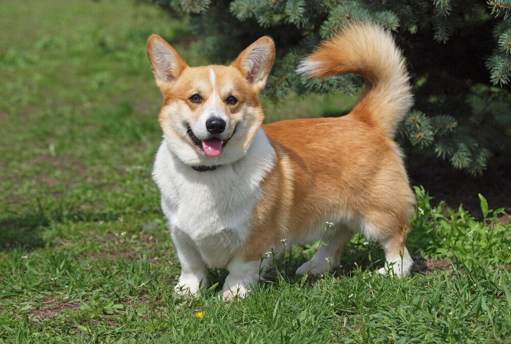 Corgi Basics:  What You Need To Know