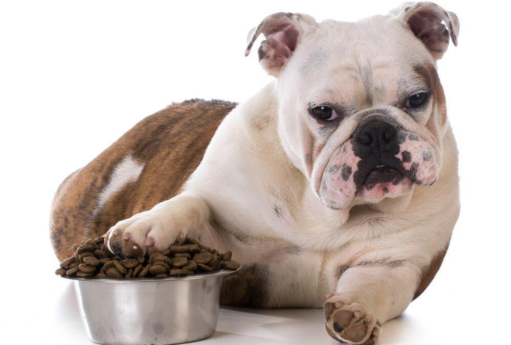 Dog Not Eating – Reasons & Solutions