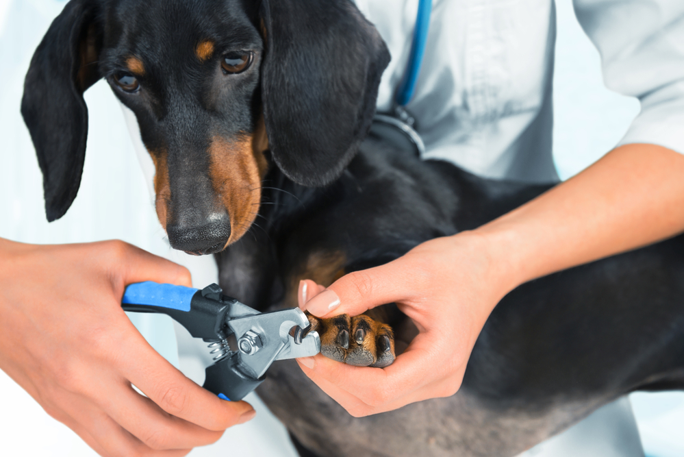 Canine Nail Trimming Tips