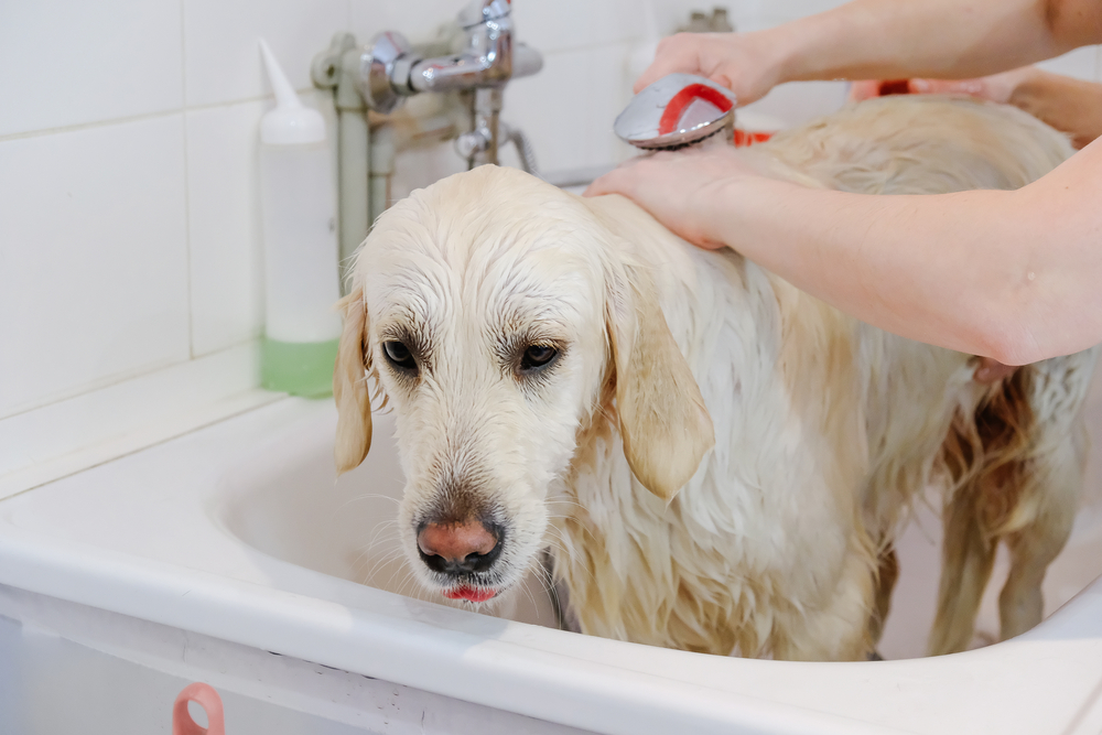 Tips For How To Help Your Dog Enjoy His Bath