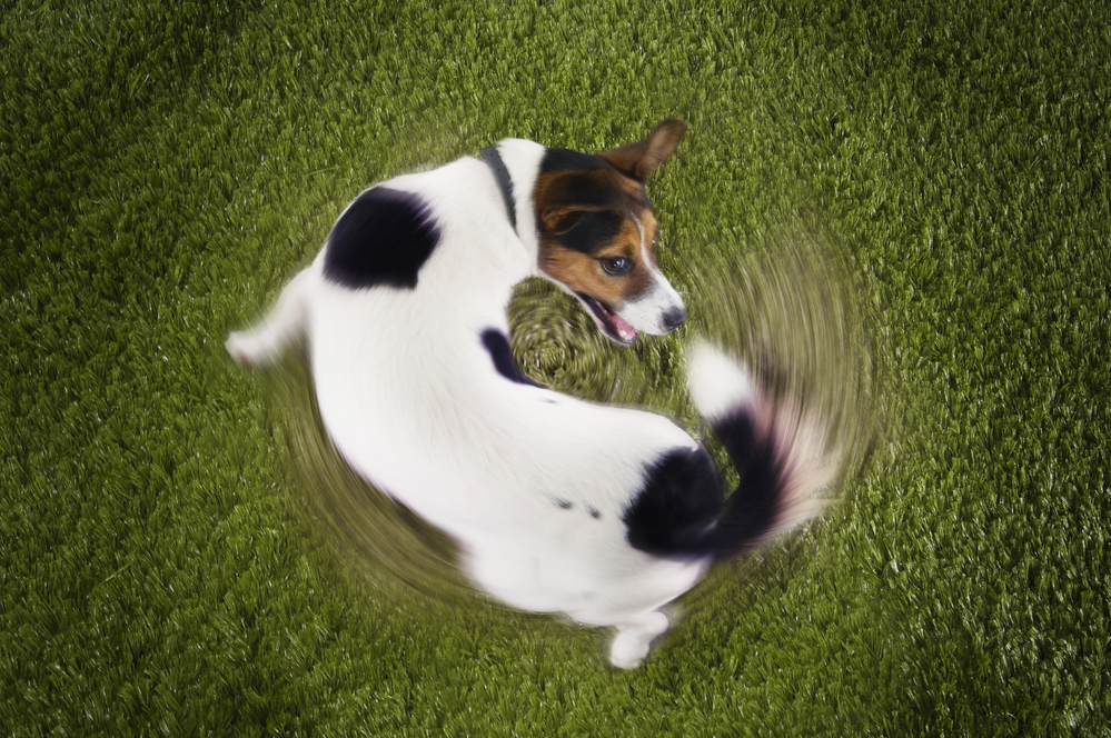 Why Do Dog’s Chase Their Tails?