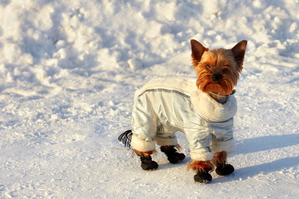 Winter Safety Tips For Your Dog