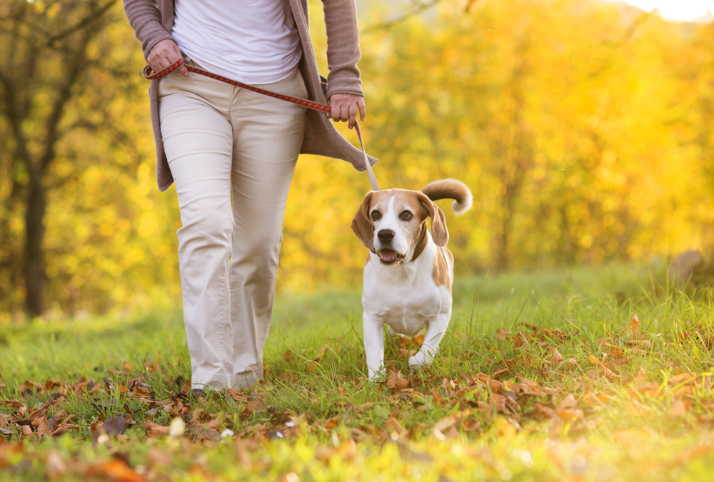 Enjoying A Walk With Your Dog
