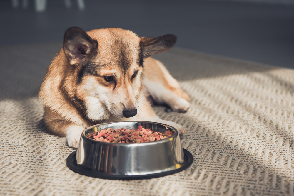 Nutritional Deficiencies – Dog