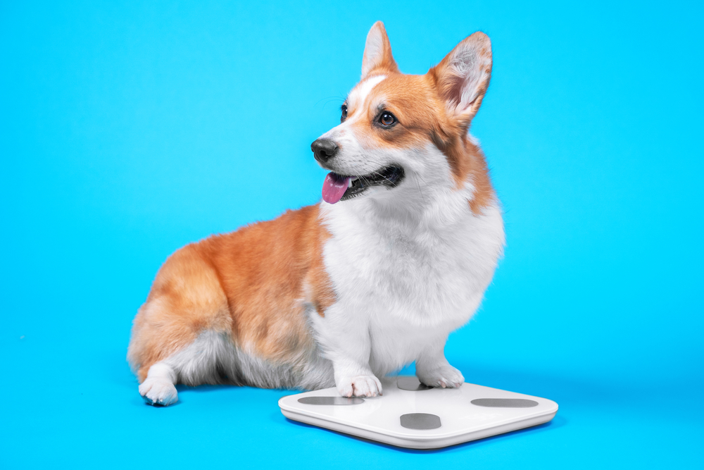 Is Your Dog at a Healthy Weight?