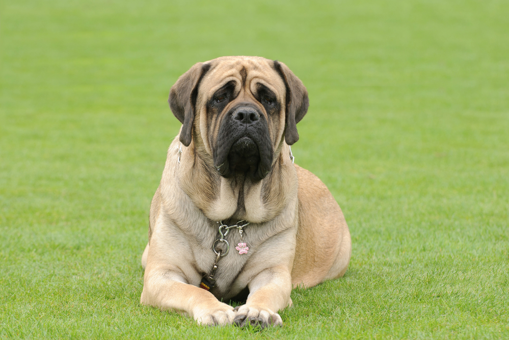 All About Mastiff Breeds