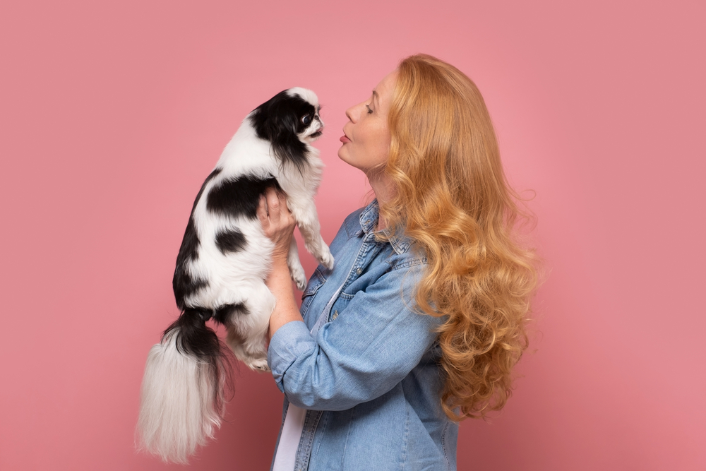 Japanese Chin FAQ