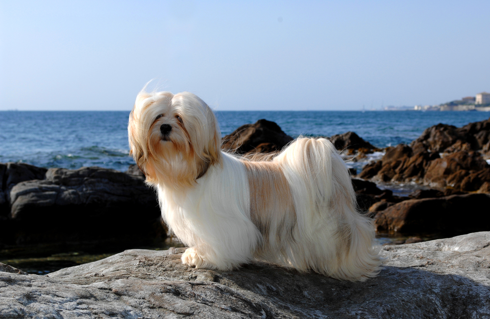 Lhasa Apso FAQ