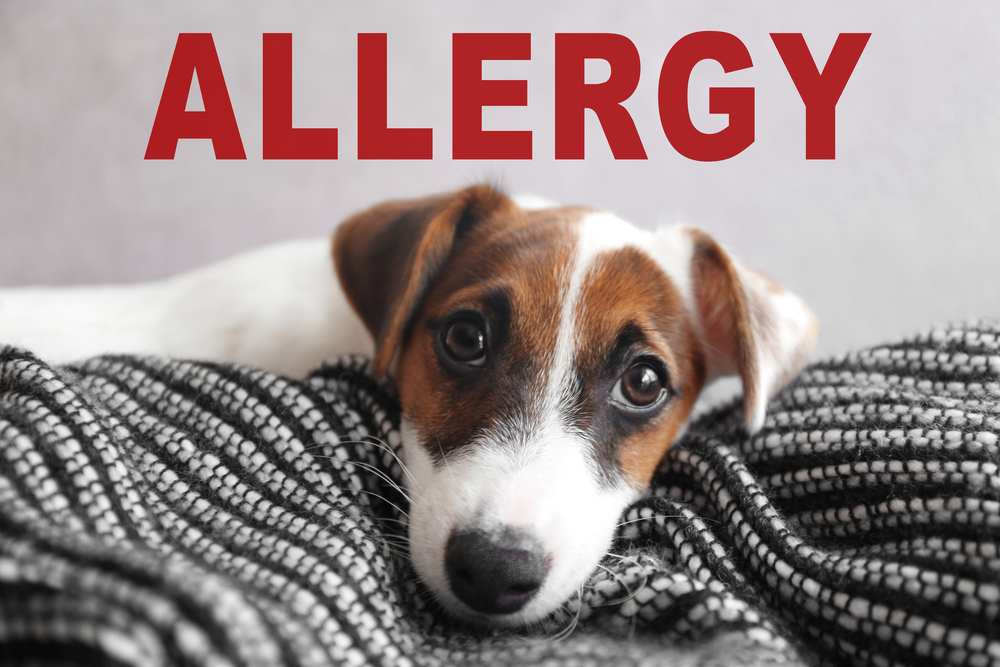 How to Live With Allergies and Pets