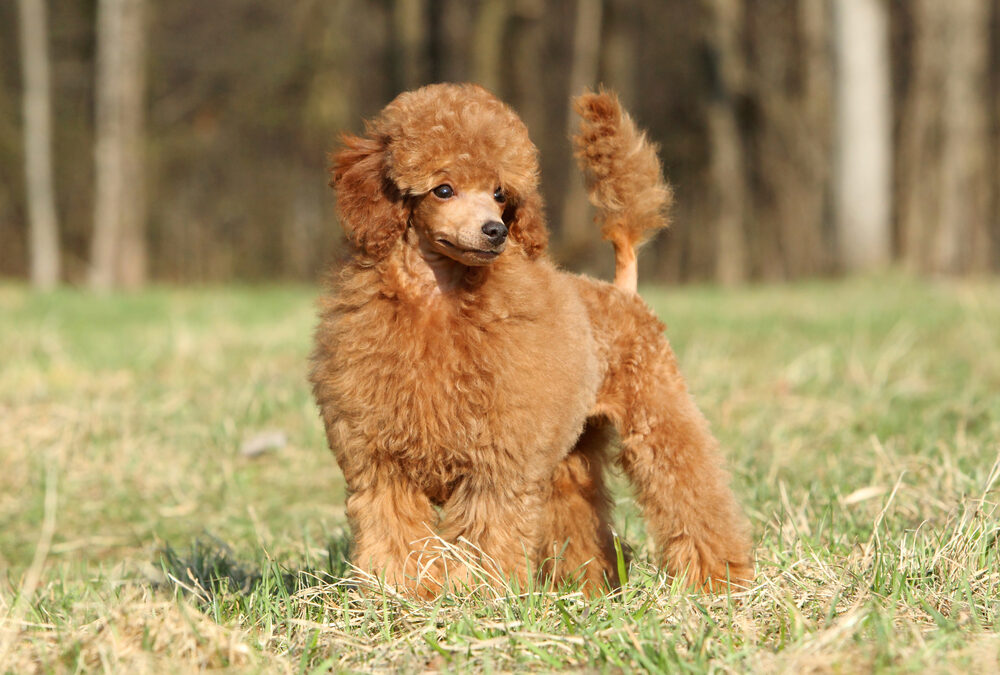 What You Need To Know Before Buying a Toy Poodle