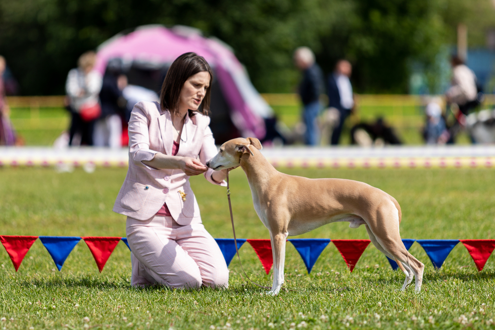 The Art of Dog Shows: Exploring the Glamour and Grit of Canine Competitions