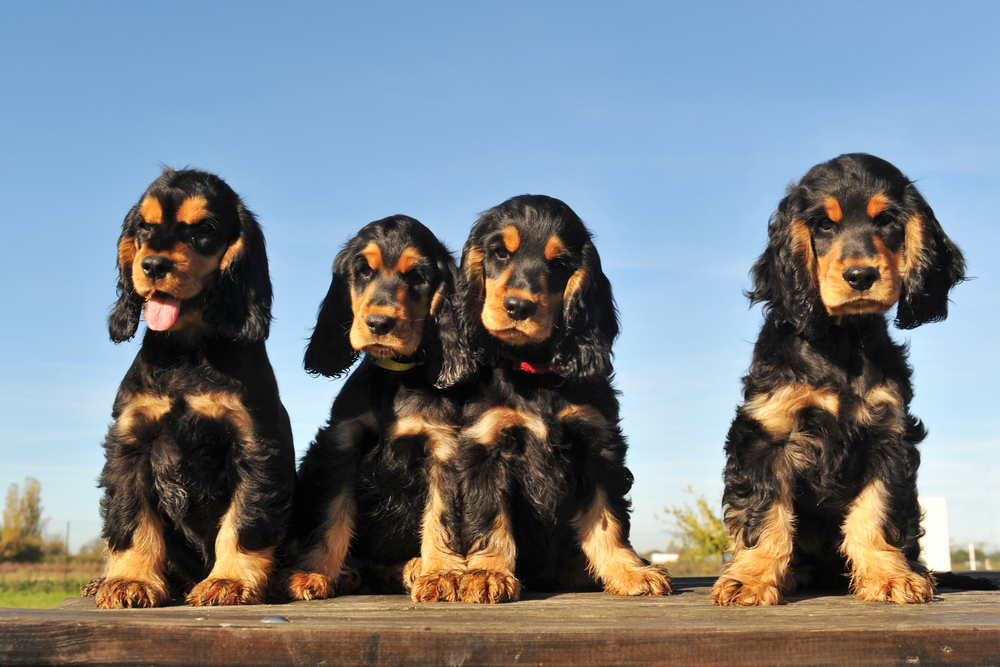 Frequently Asked Questions and Answers About Cocker Spaniel