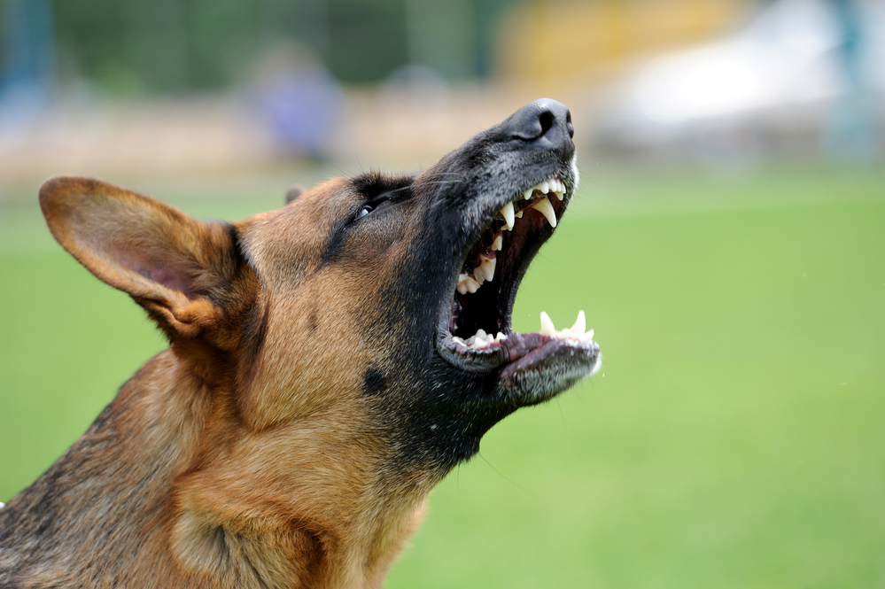 Security Savvy: Choosing the Right Dog Breed for Home Protection