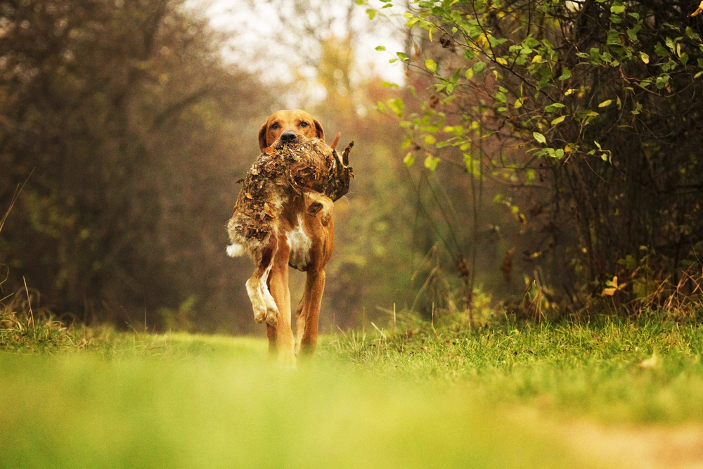 Top 10 Best Hunting Dog Breeds: From Retrievers to Pointers, Which Breed is Right for You?