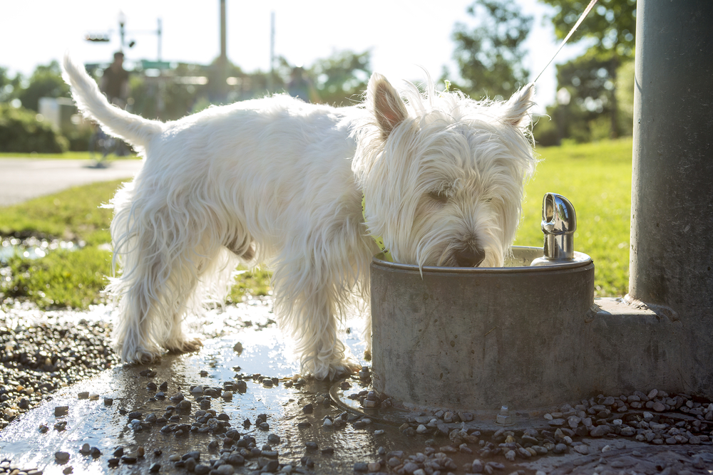Keeping Your Pup Hydrated: Signs of Dog Dehydration and Proactive Prevention Strategies