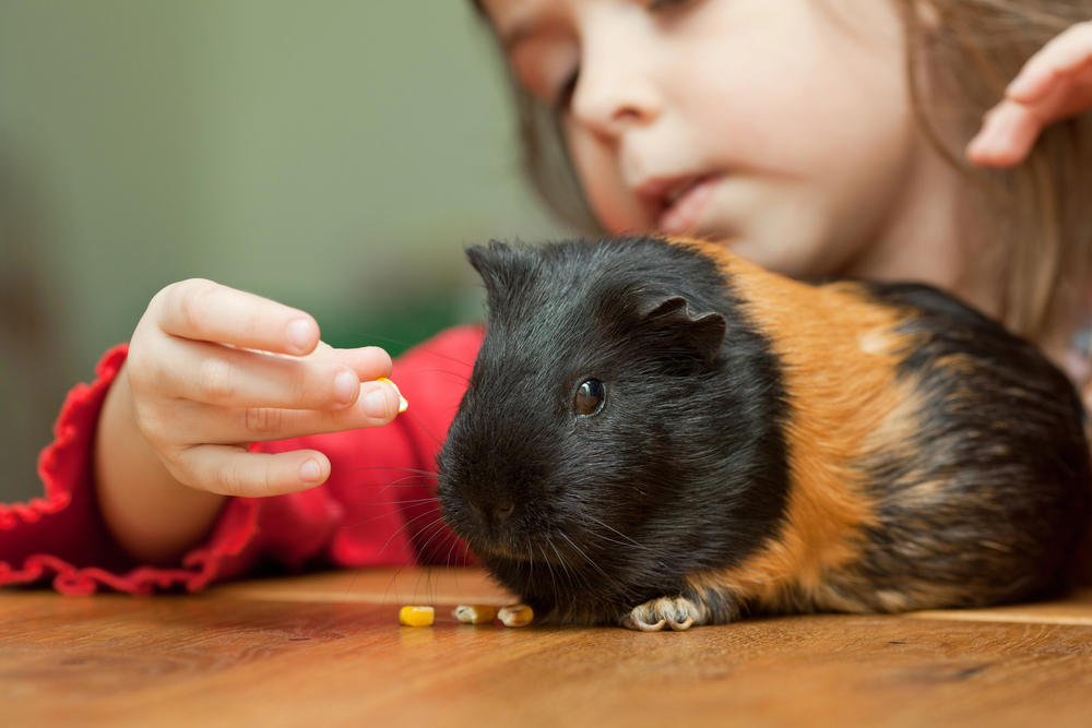 Everything You Need to Know About Keeping Guinea Pigs as Pets
