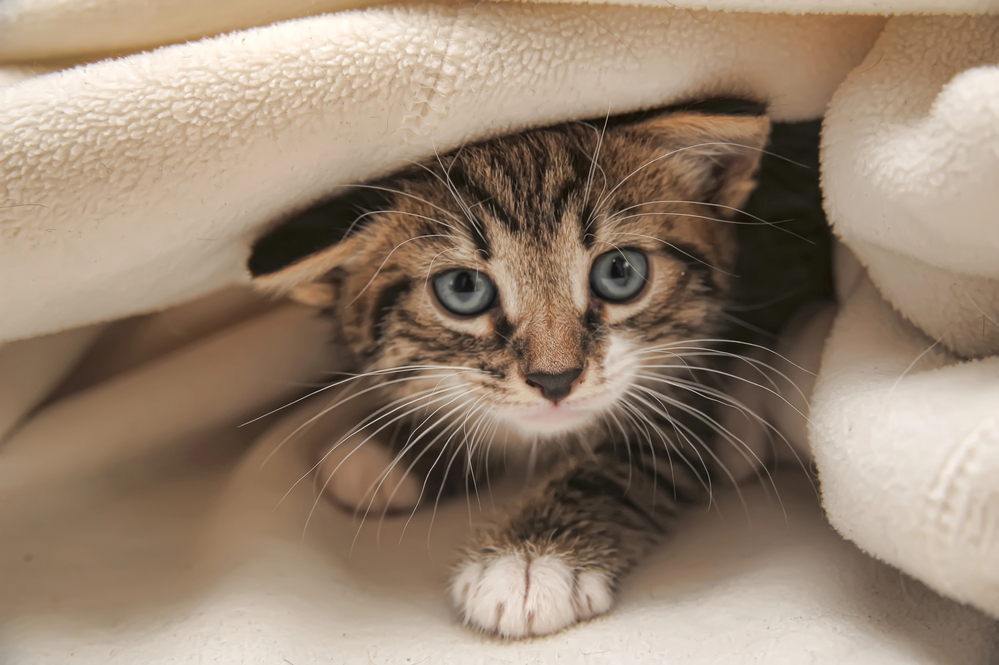 The Ultimate Beginner’s Guide to Kitten Care: Tips and Advice