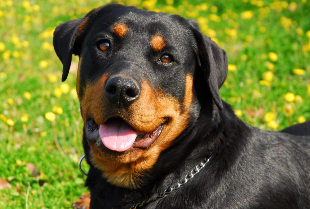 All About Rottweilers: History, Training, and Health Considerations for Potential Owners