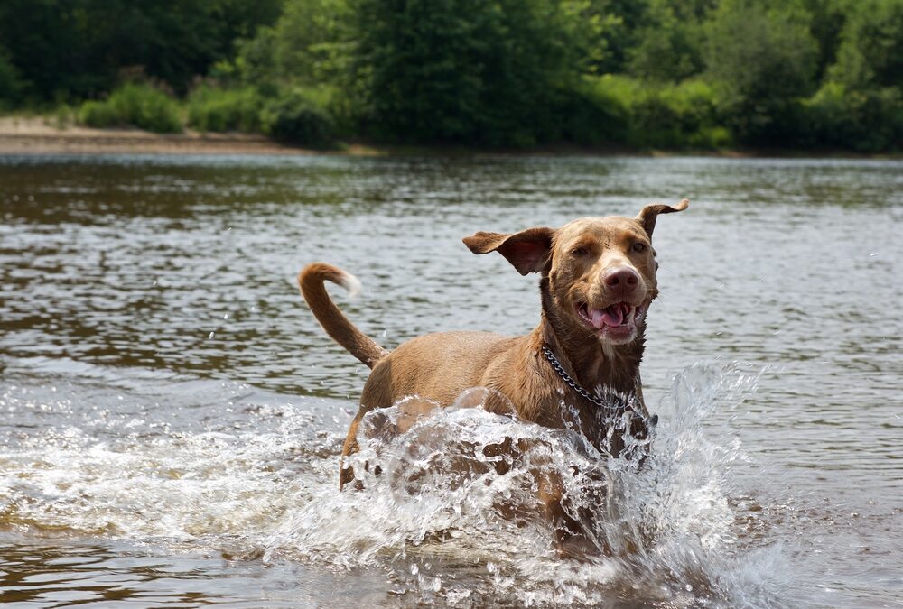 Dogs and Drowning: Essential Tips for Prevention and Response