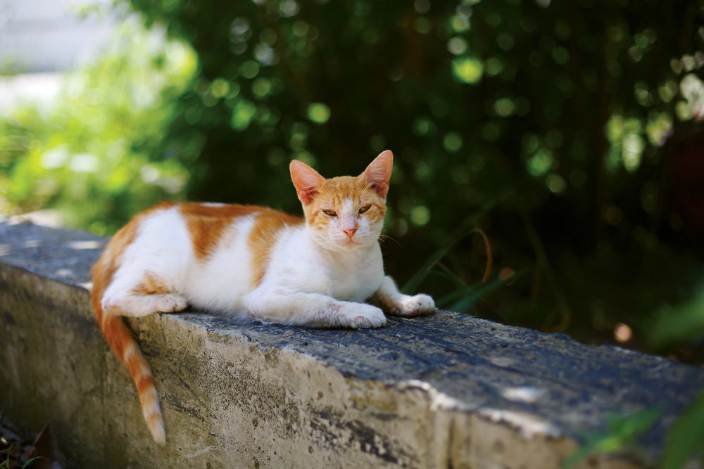 The Hidden Dangers of Feral Cats: Exploring the Risks and Challenges They Pose