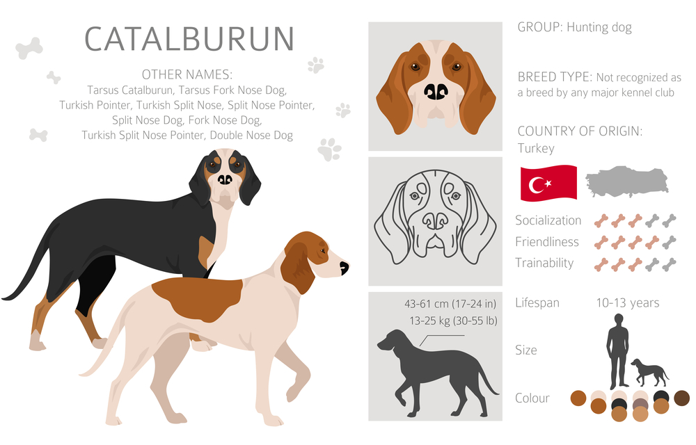 Unveiling the Beauty of Rare Dog Breeds: Discovering Hidden Gems in the Canine Kingdom