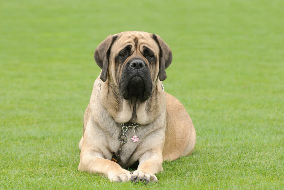 Fertilizers: Are Dogs Safe Eating Grass?