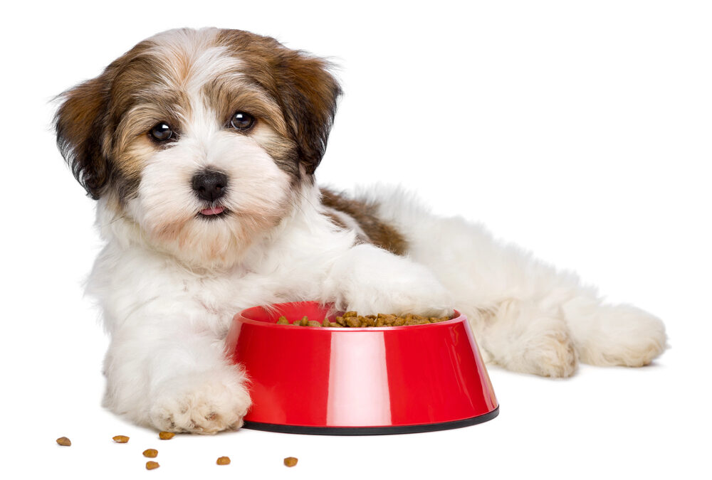 The Impact Of Canine Nutrition On Your Dog’s Physical, Mood, and Behavioral Well-being