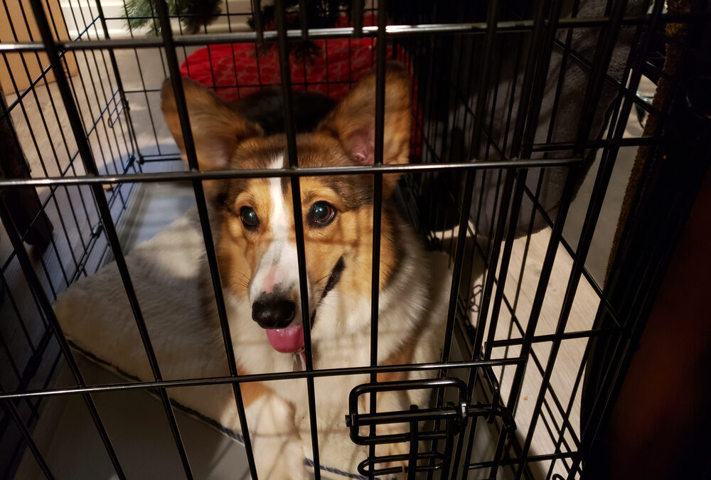 Crate Training Your Dog: A Complete Guide to a Happy and Well-Behaved Pet