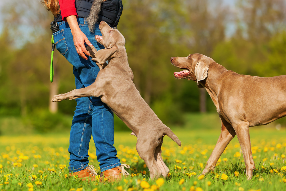 How Can I Stop My Dog From Jumping On People?