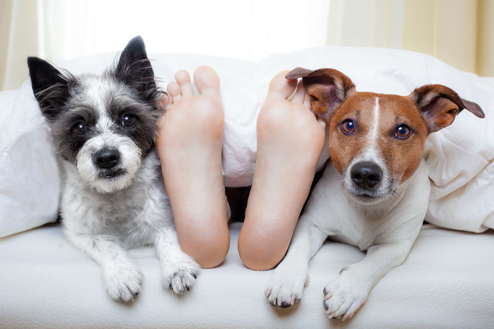 Why Does My Dog Follow Me Everywhere? Understanding Your Dog’s Loyal Behavior