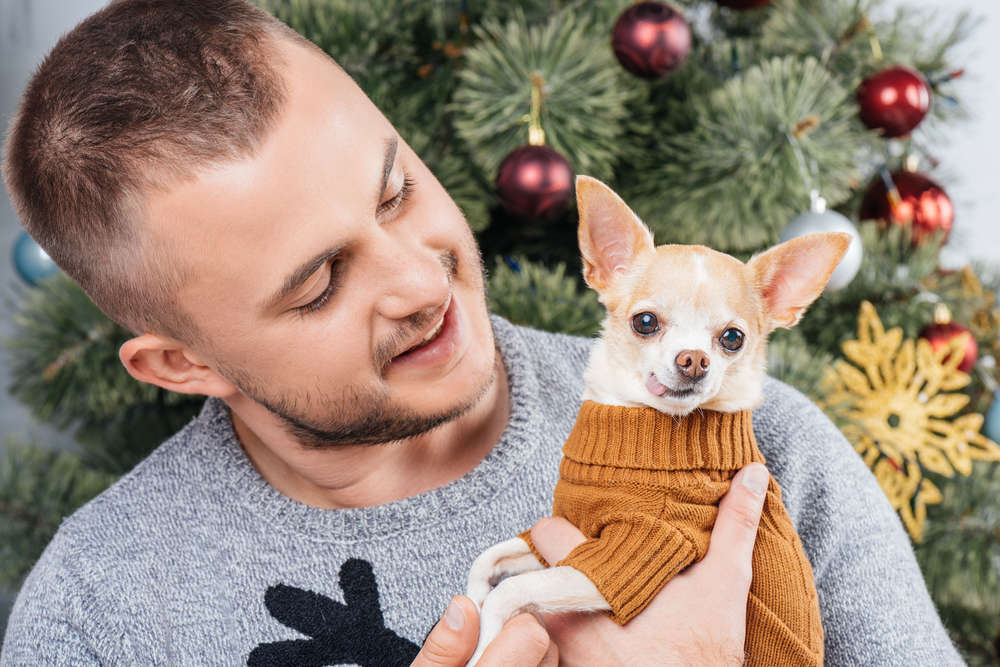 Understanding the Chihuahua: A Complete Guide to the World’s Smallest Dog Breed