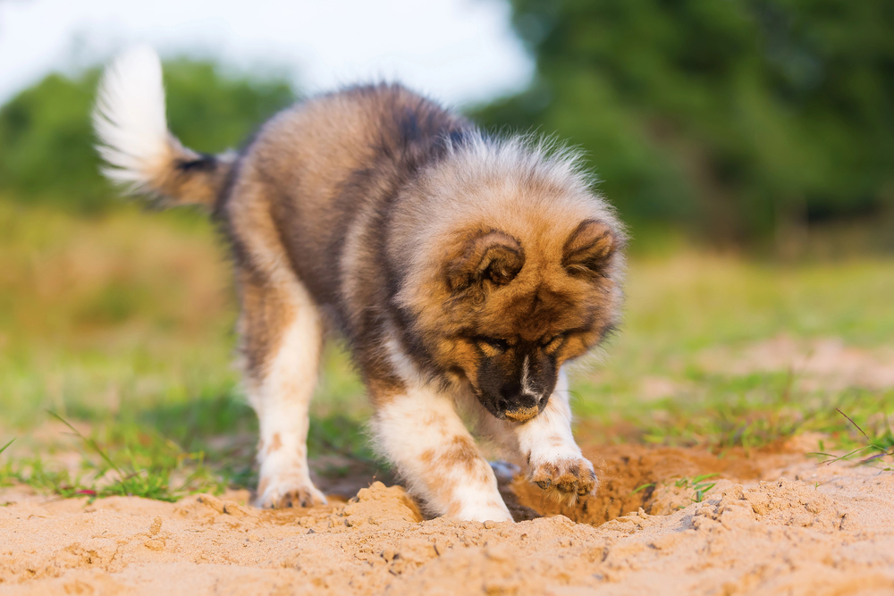 Why Dogs Dig Holes and How to Stop Them