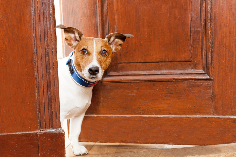 Why Dogs Bark at the Doorbell and How to Teach Them Not To