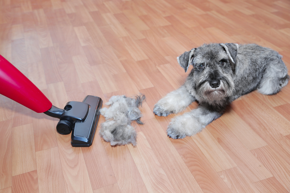 Why Dogs Fear (or Love) Vacuum Cleaners: Understanding the Relationship Between Dogs and Vacuums