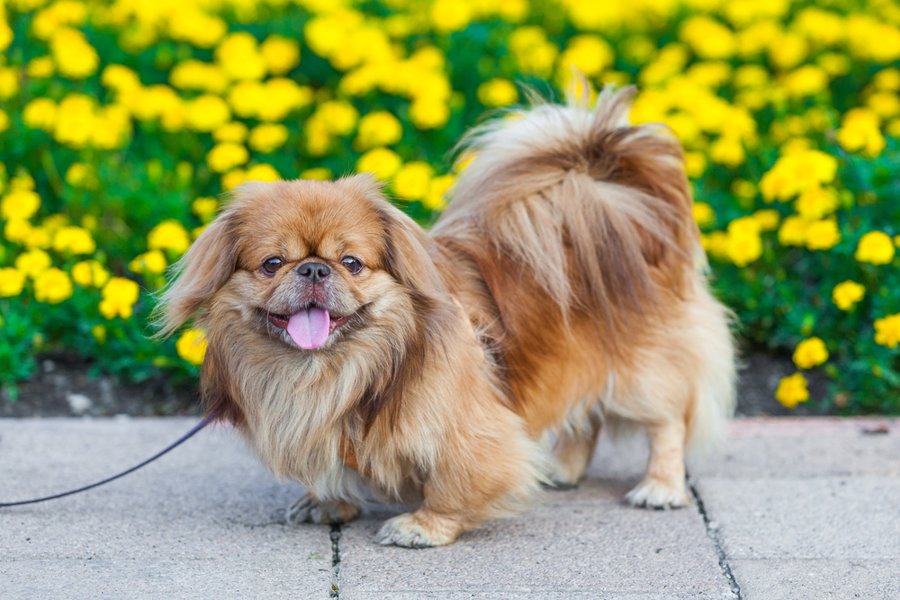 The Pekingese: A Regal Companion with a Rich History