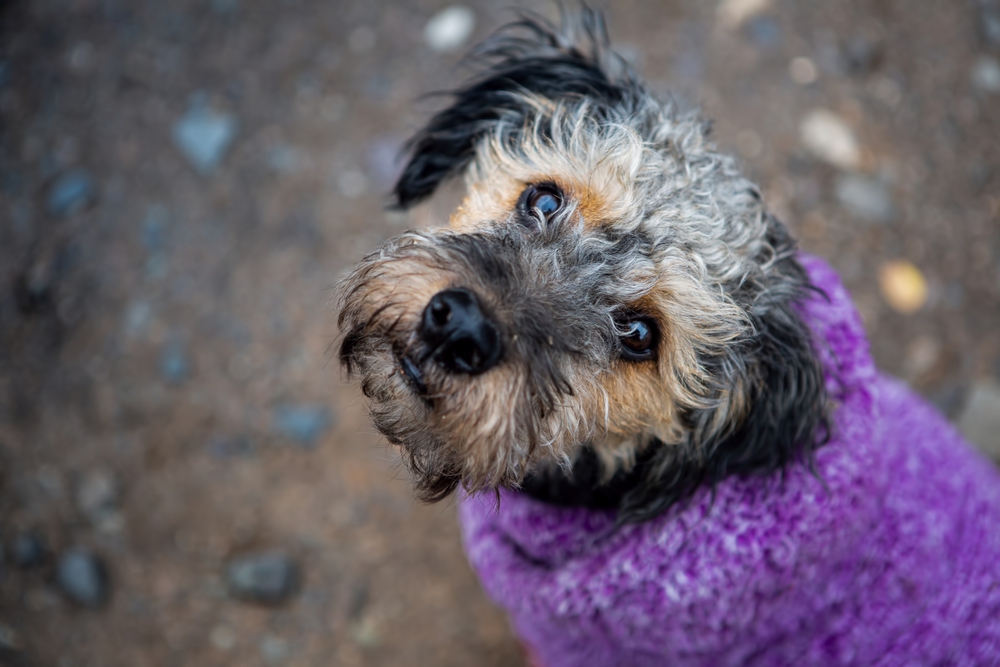 Understanding the Yorkipoo: A Complete Guide