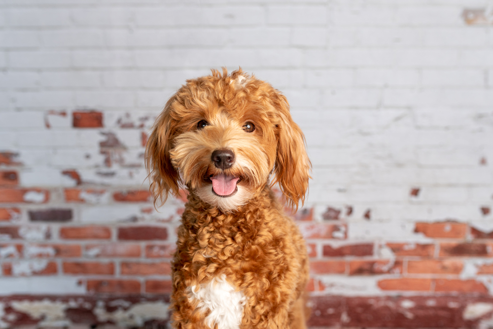 Goldendoodle Dog Breed: A Loving, Friendly, and Low-Shedding Companion