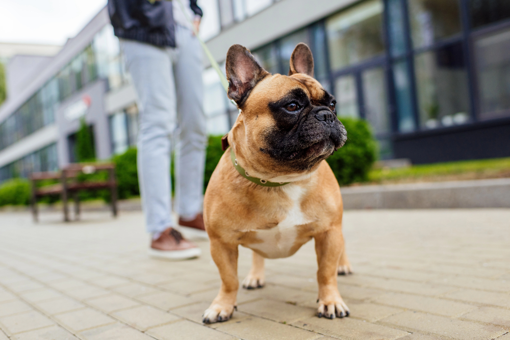 French Bulldog: The Perfect Companion Dog