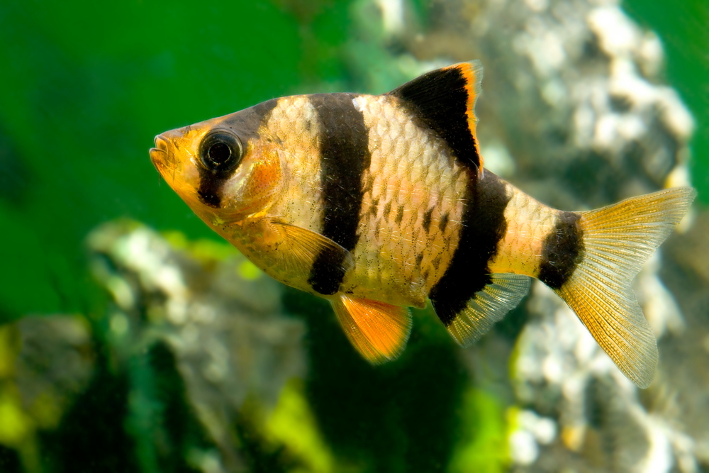 What You Need to Know About Getting and Caring for a Pet Fish